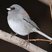 Dark-eyed Junco